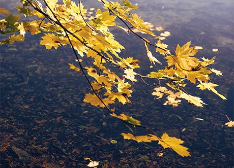 Bl&auml;tter spiegeln sich im Wasser (Foto)