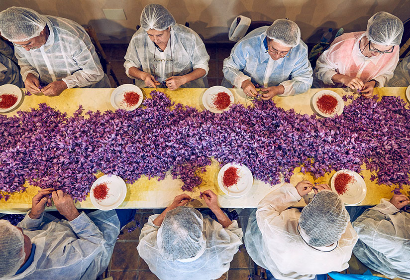Frauen entfernen die filigranen roten Stempelf&auml;den (Foto)