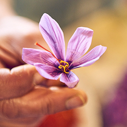 Safranbl&uuml;te in der Hand haltend (Foto)