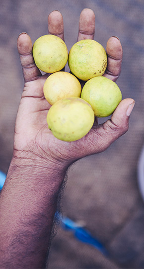 Marktware &ndash; Obst (Foto)