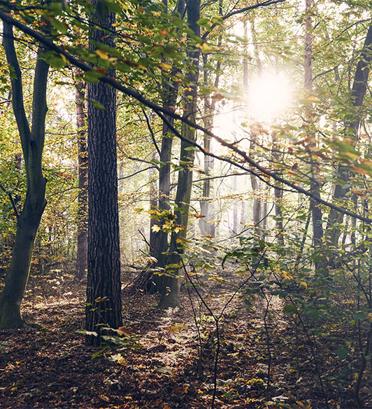 Forest (photo)