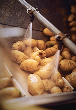 Potatoes in a washing system (photo)