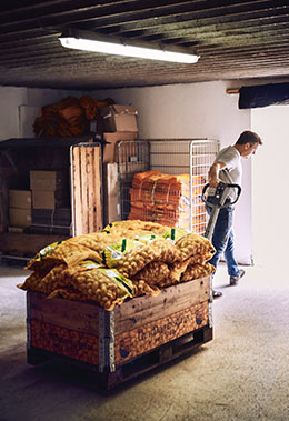 Worker moves potatoes via lift truck (photo)