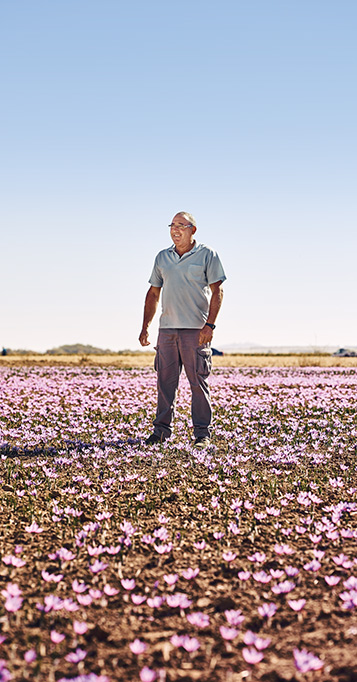 Saffron producer Jes&uacute;s S&aacute;nchez Cruza standing on a saffron field (photo)