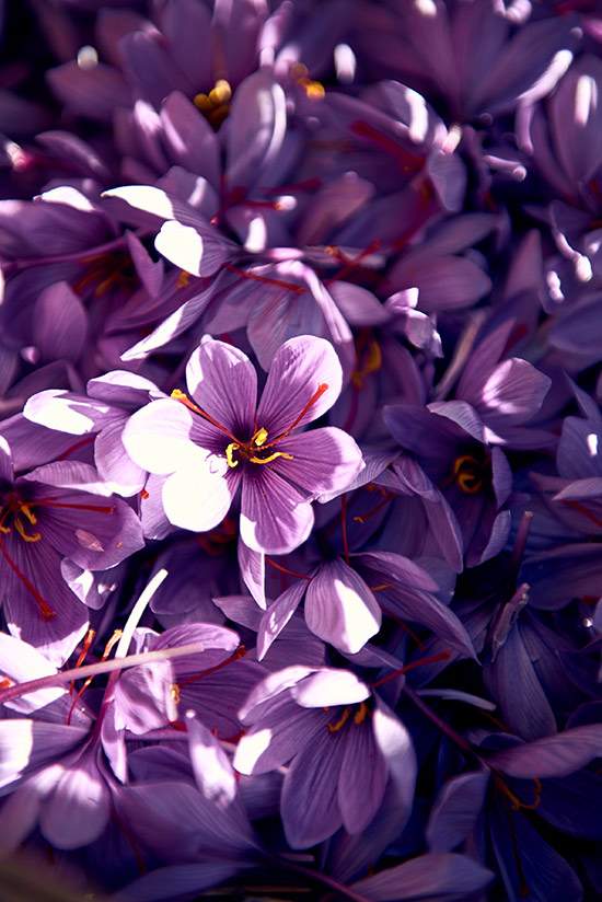 Close up &ndash; Saffron flower (photo)