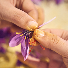 Hands remove the dlicate red stigmas (photo)