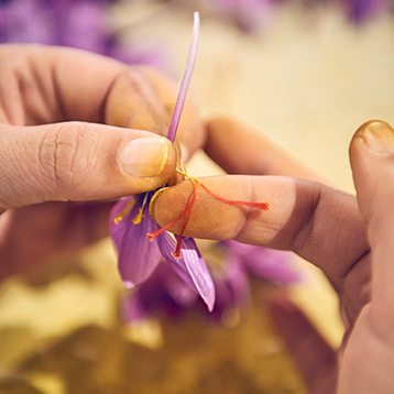 Hands remove the dlicate red stigmas (photo)