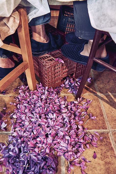 Collected saffron leafs at the ground (photo)
