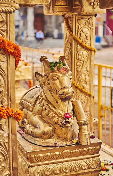 Golden cow (photo)