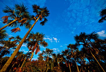 Cerrado Credit Bento Viana WWF (photo)