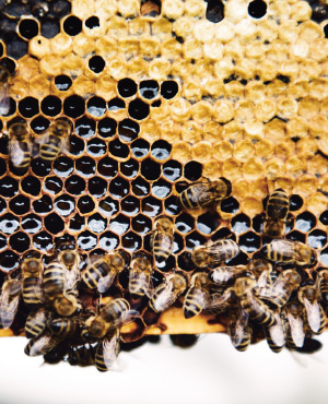 Honeybee farm in Kirchhain, Germany (Foto)