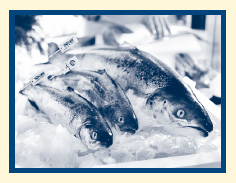 METRO Cash & Carry salmon (Foto)