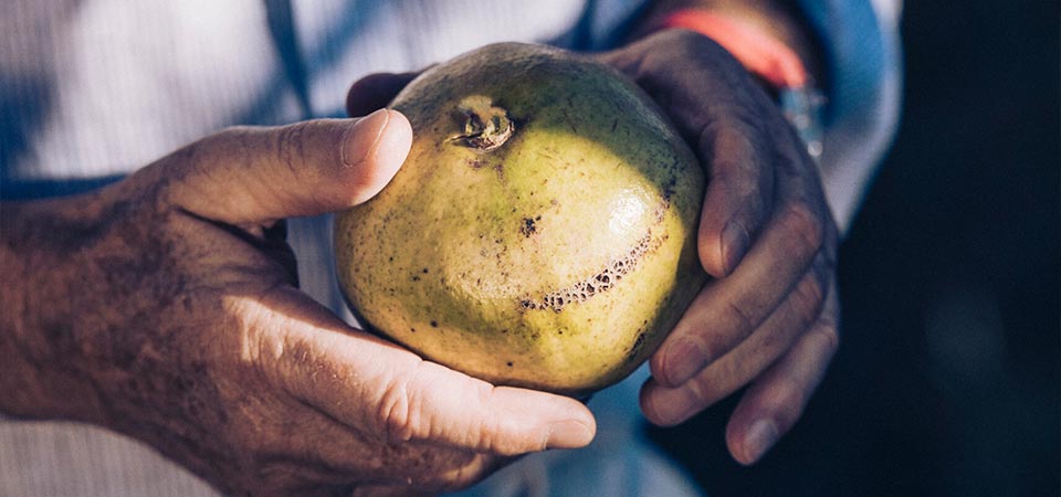 Fruit (Foto)